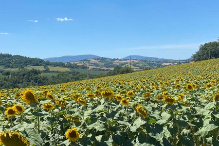... Sonne und Sonnenblumen ...